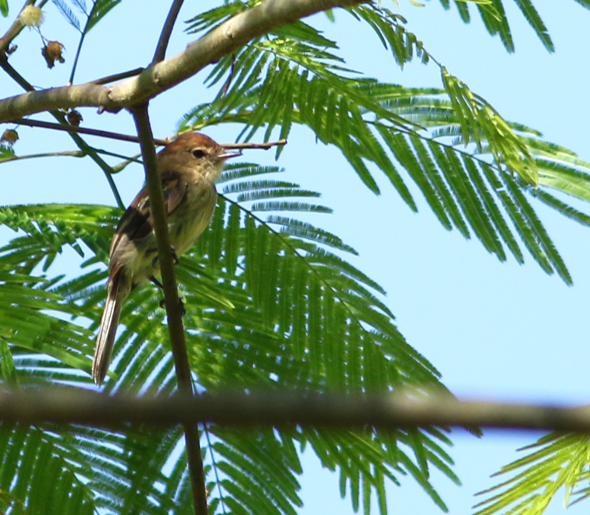 Bran-colored Flycatcher - ML144624411