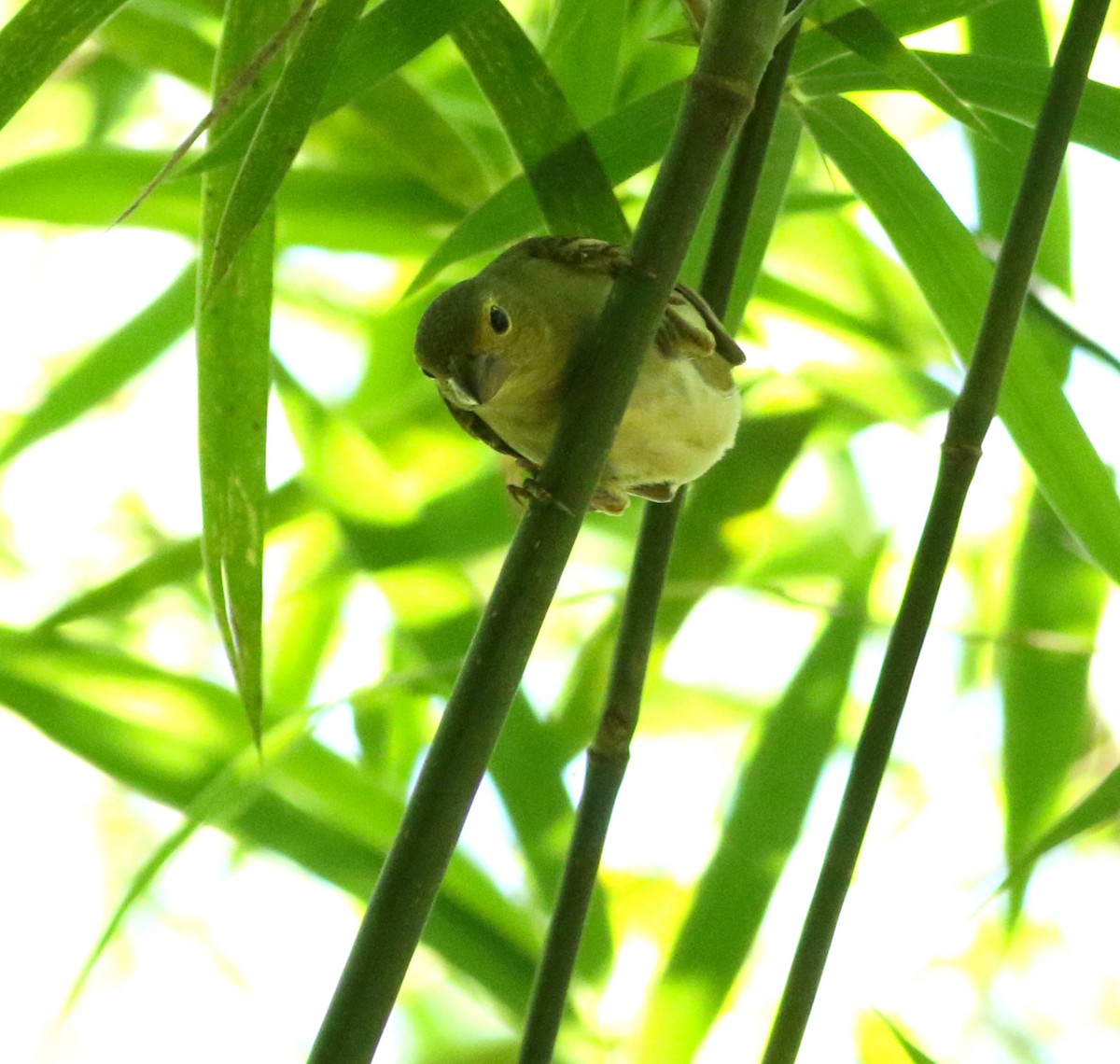 Buffy-fronted Seedeater - ML144624631