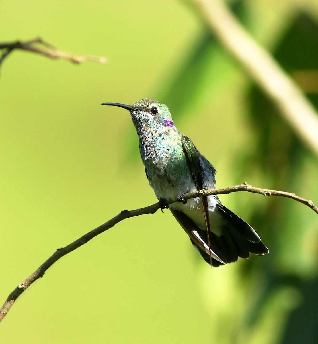 White-vented Violetear - ML144624831