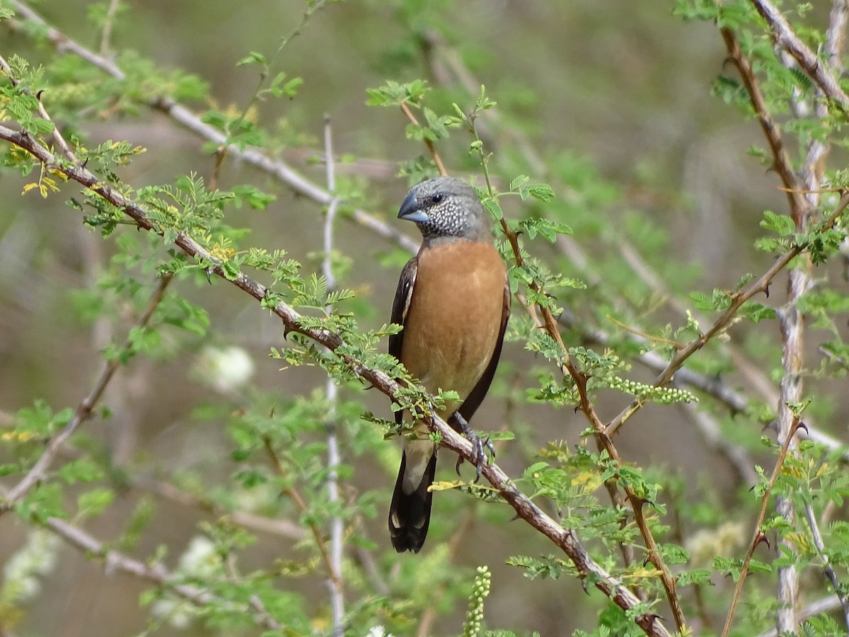 Capuchino Cabecigrís - ML144625441