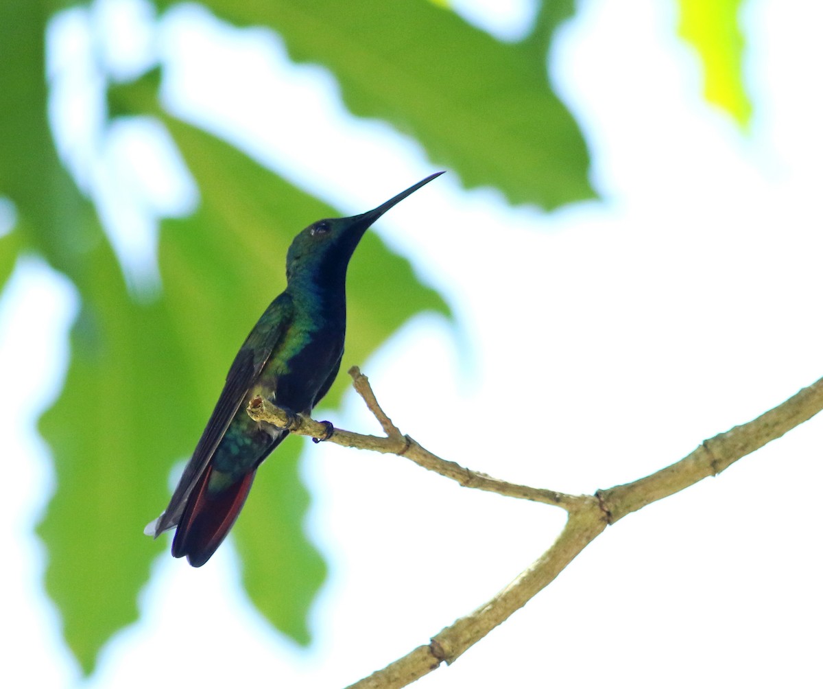 kolibřík tropický - ML144626811