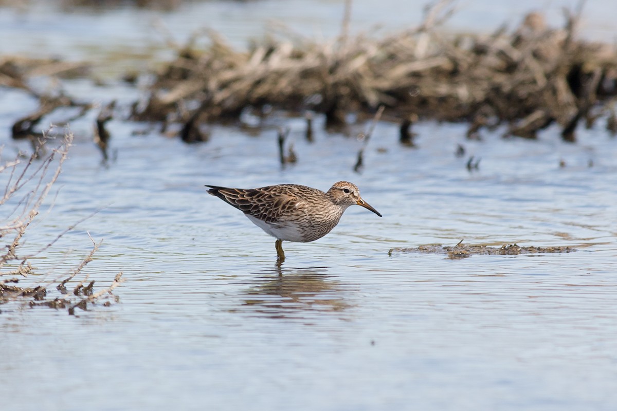 Piovanello pettorale - ML144627311