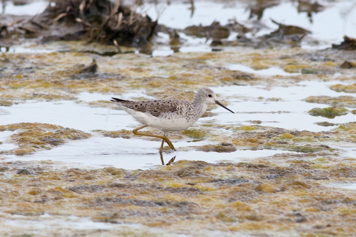 Albastrello - ML144627501