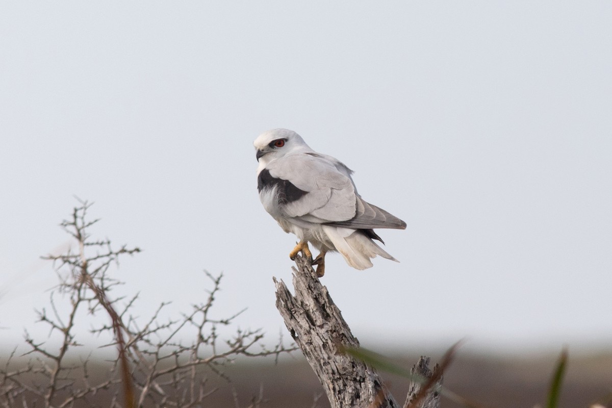 Black-shouldered Kite - ML144627751