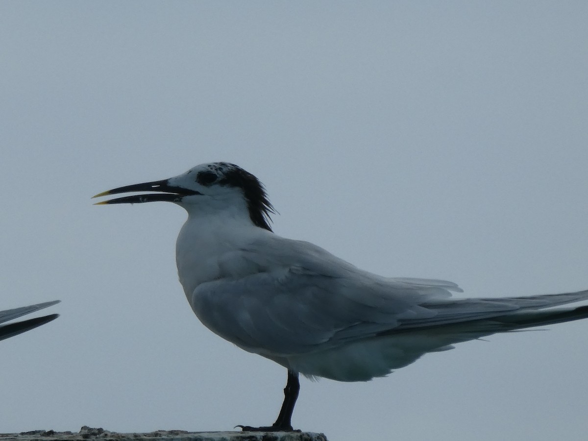 Sandwich Tern - ML144628871