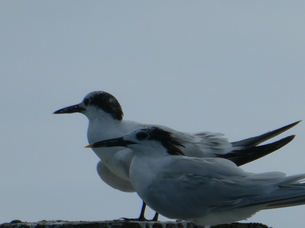 Sandwich Tern - ML144628881