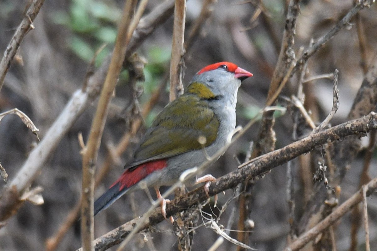 Red-browed Firetail - ML144630571