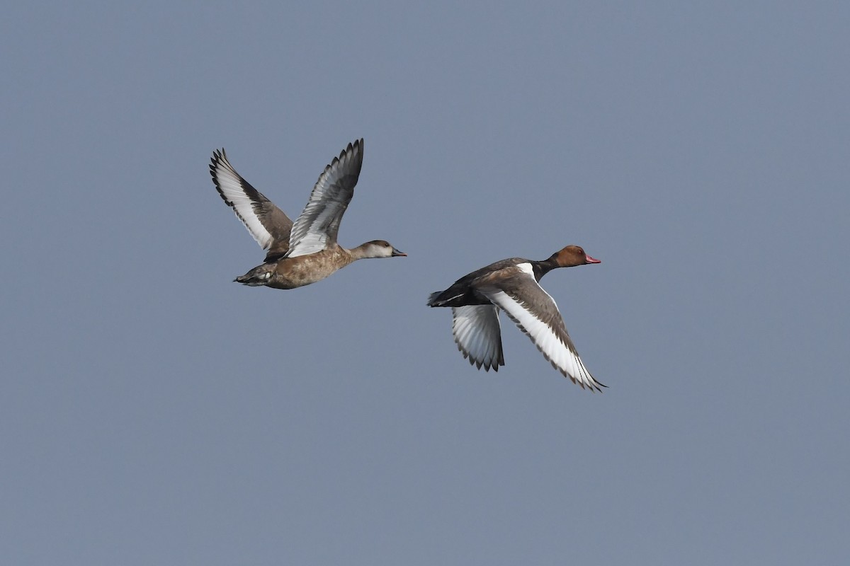 Red-crested Pochard - ML144631351