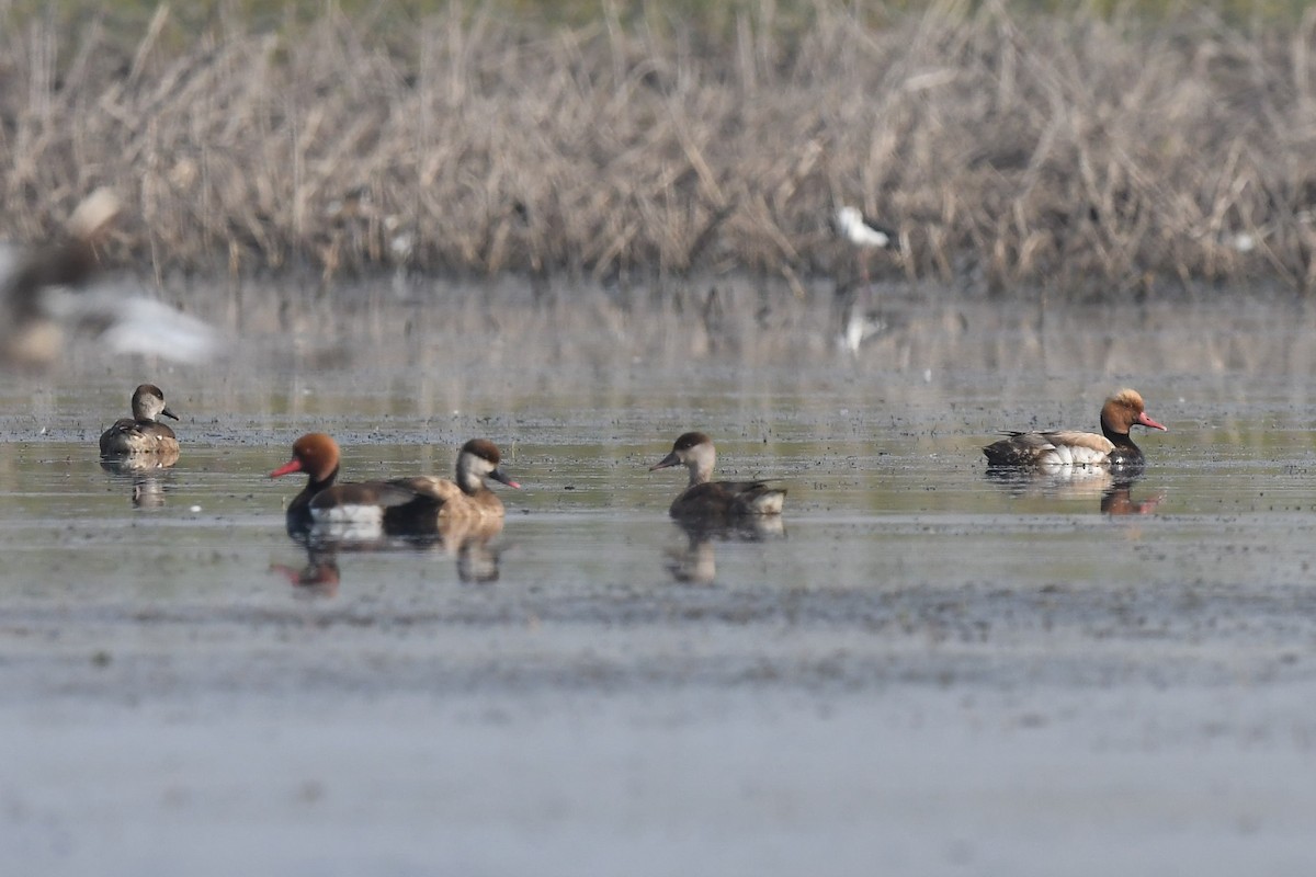 Red-crested Pochard - ML144631371