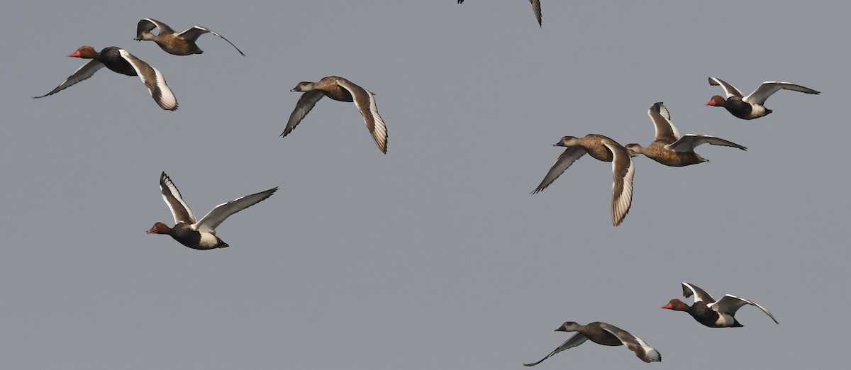 Red-crested Pochard - ML144631381