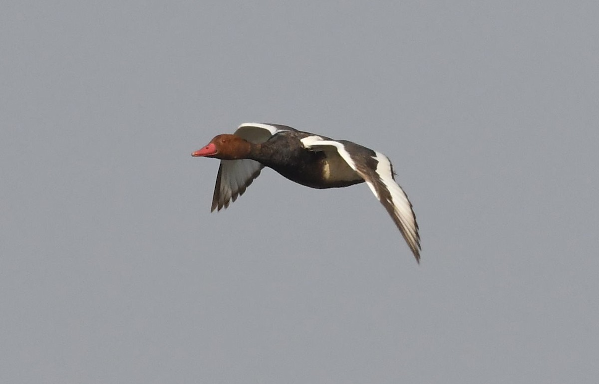 Red-crested Pochard - ML144631711