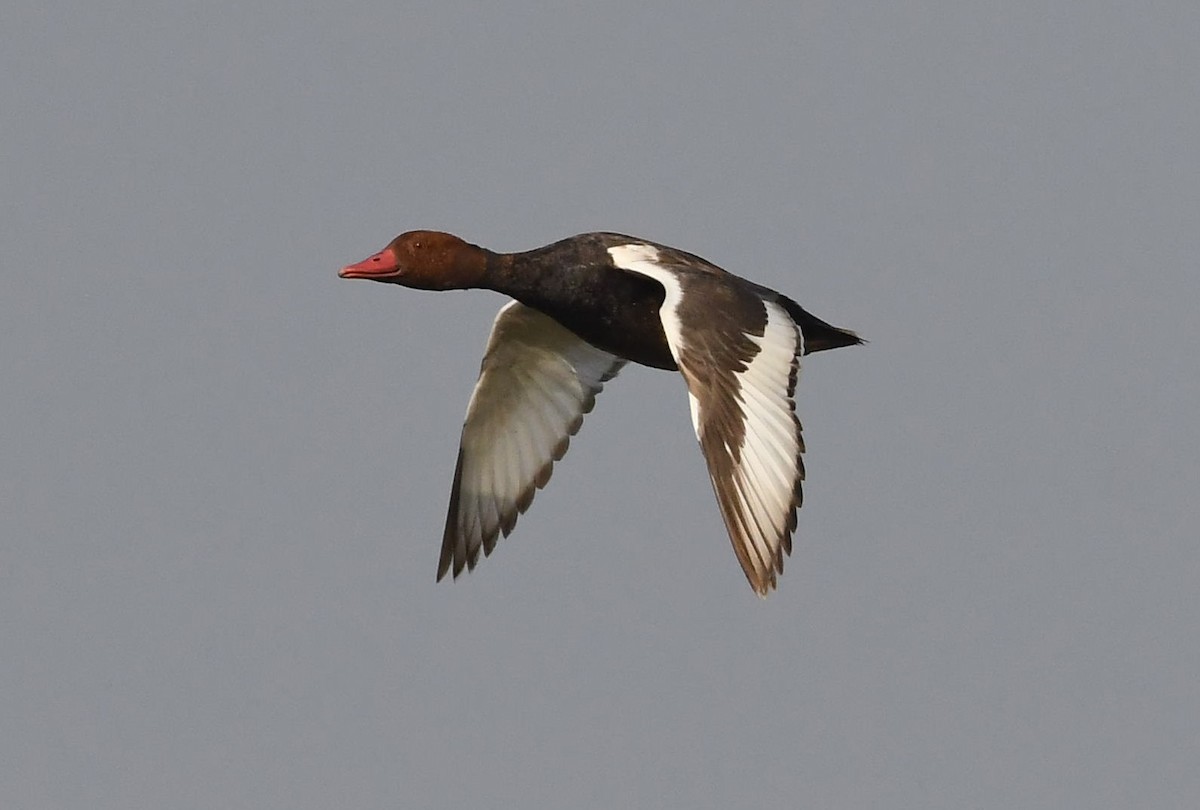 Red-crested Pochard - ML144631731