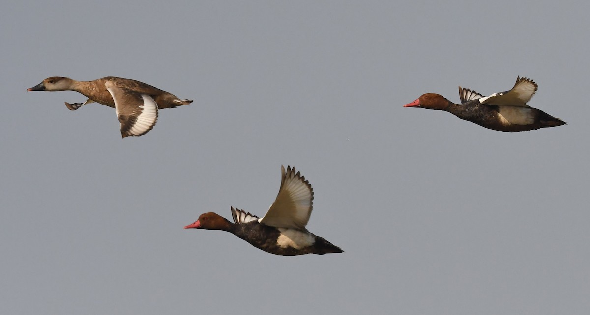 Red-crested Pochard - ML144631751