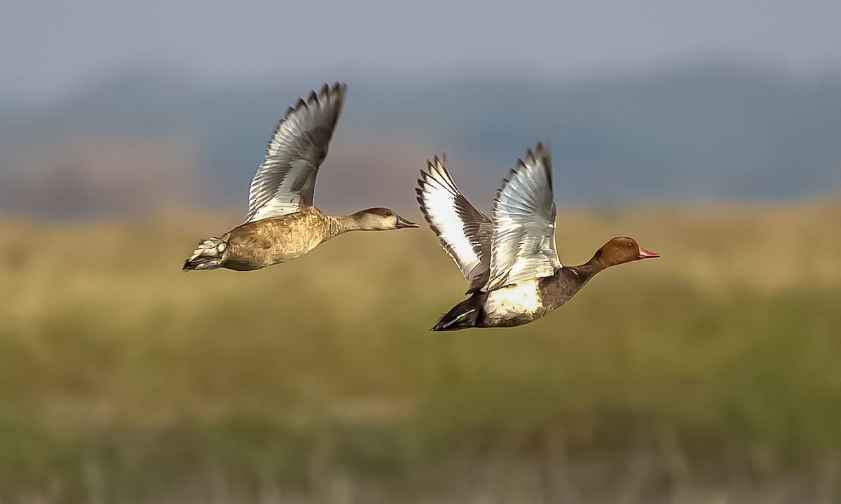 Red-crested Pochard - ML144631761