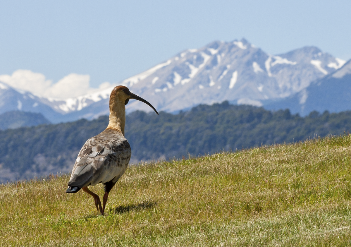 Black-faced Ibis - ML144633761