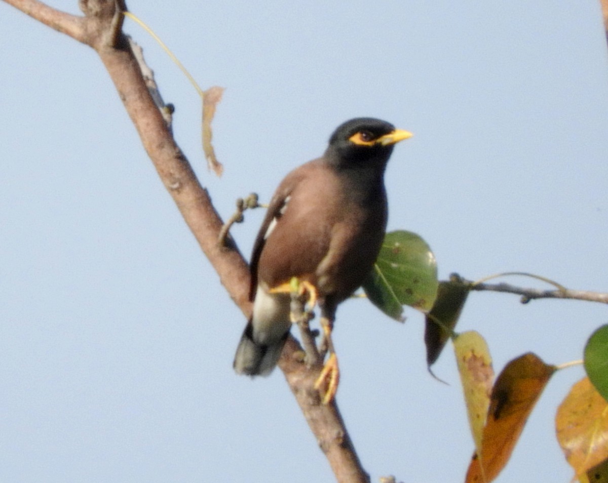 Common Myna - Manju Sinha