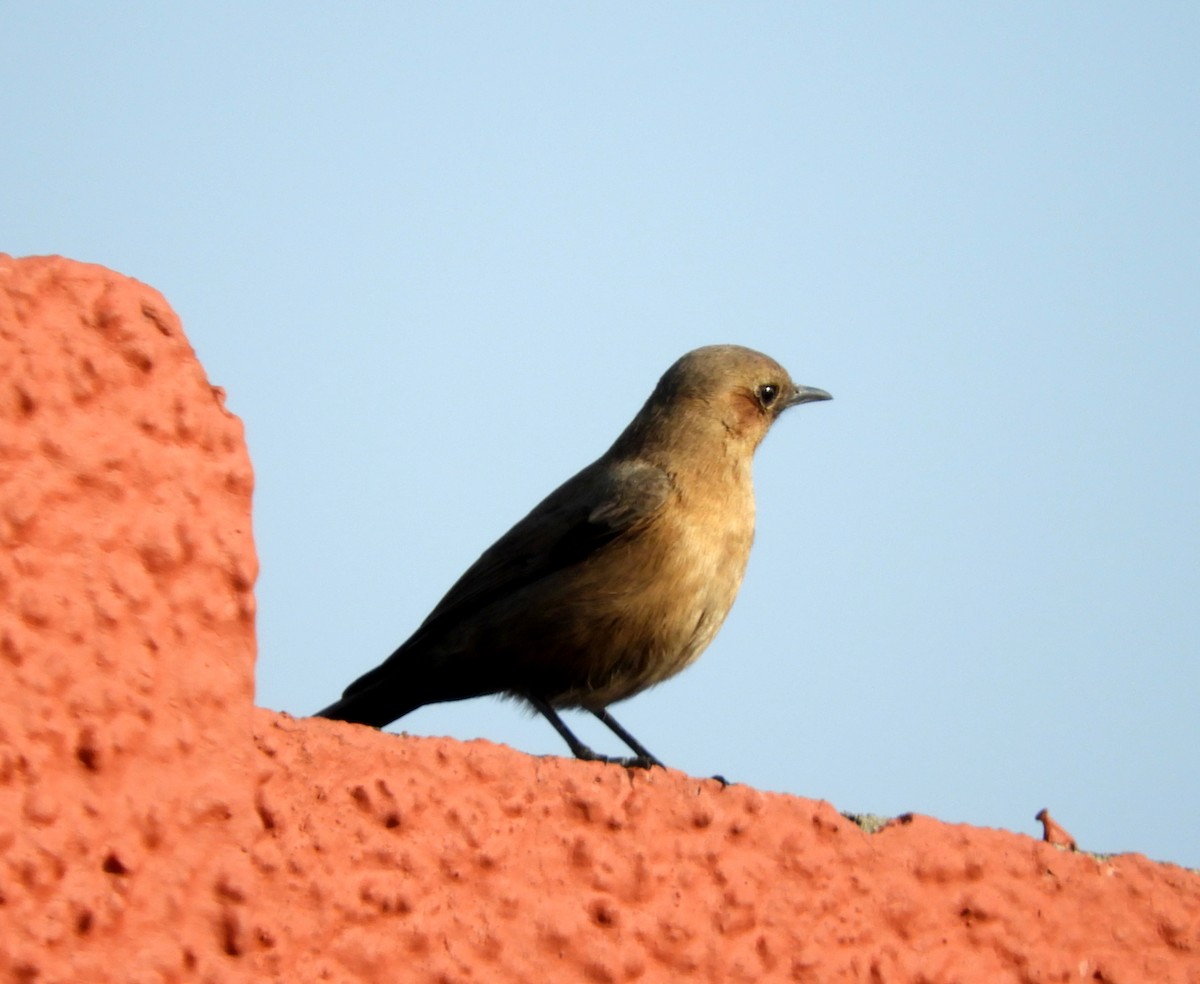 Brown Rock Chat - Manju Sinha