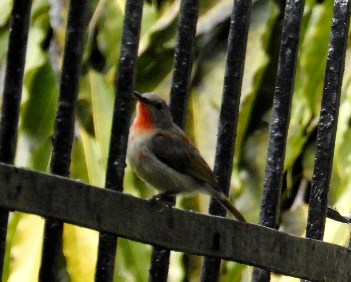 Crimson Sunbird - Manju Sinha