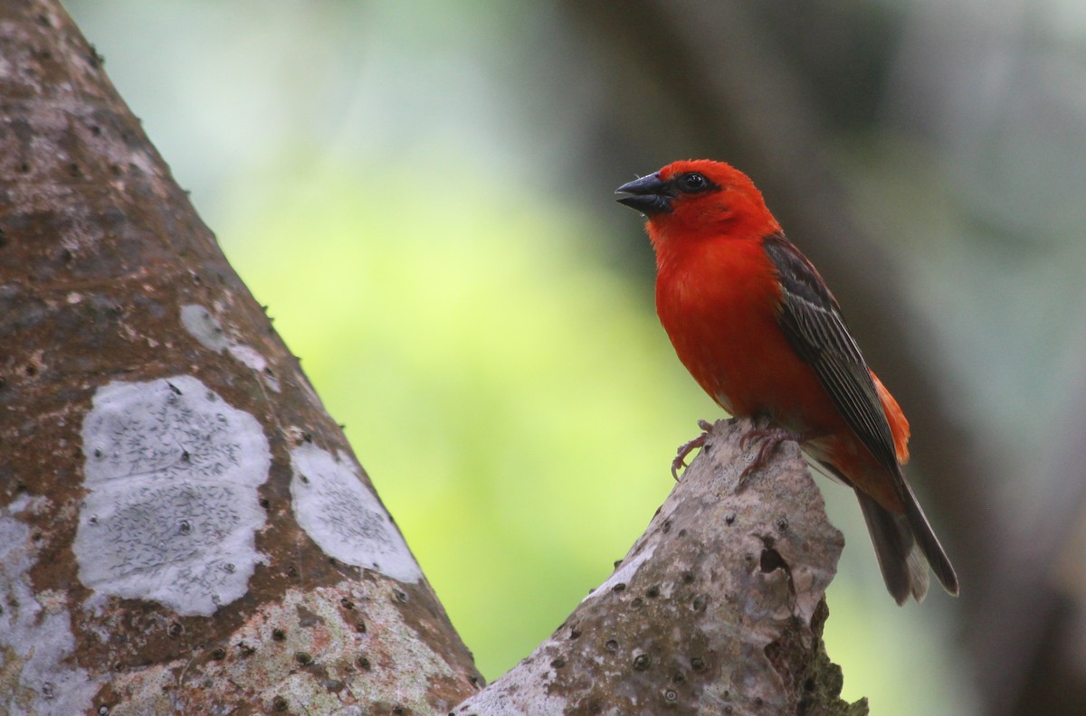 Red Fody - ML144636661