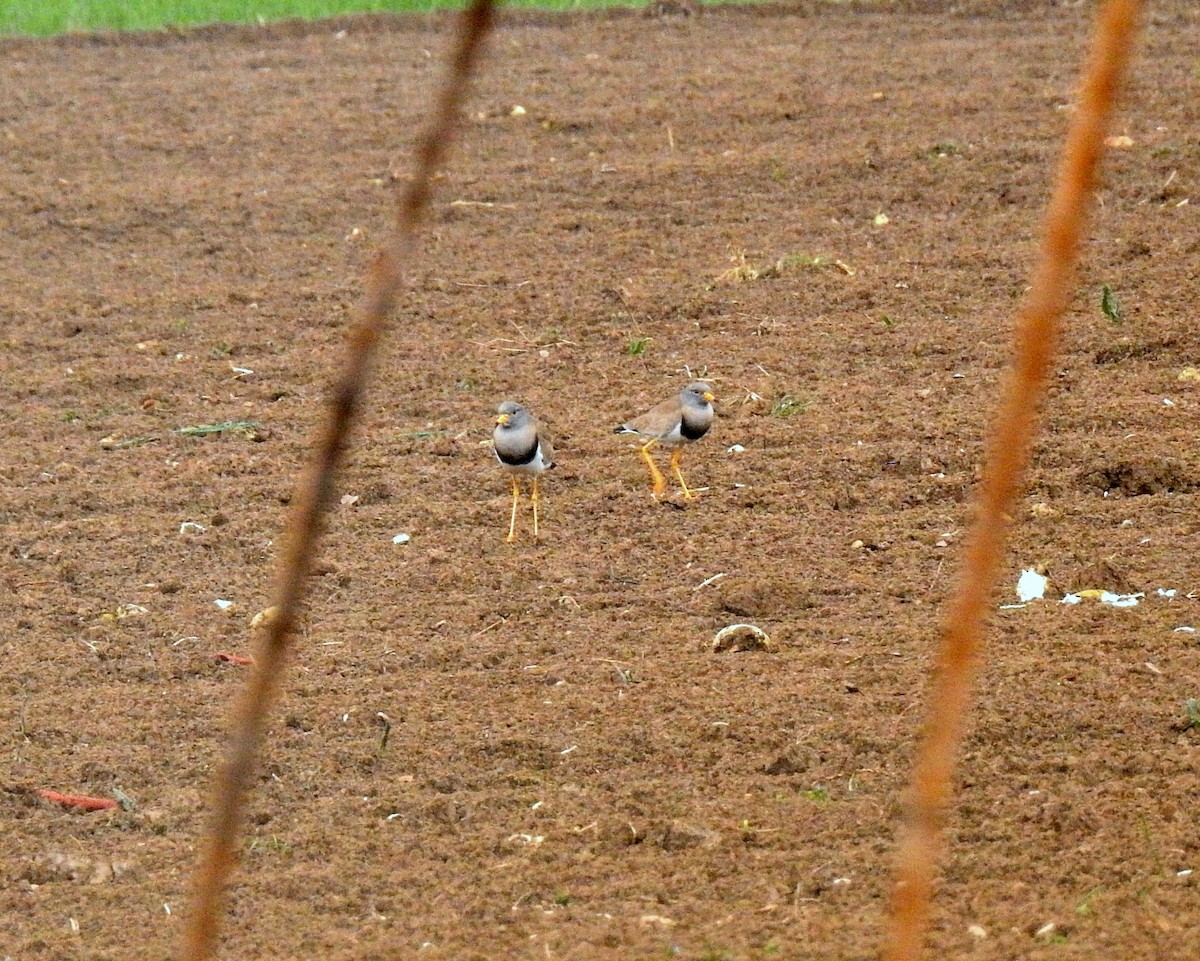 Gray-headed Lapwing - ML144636671