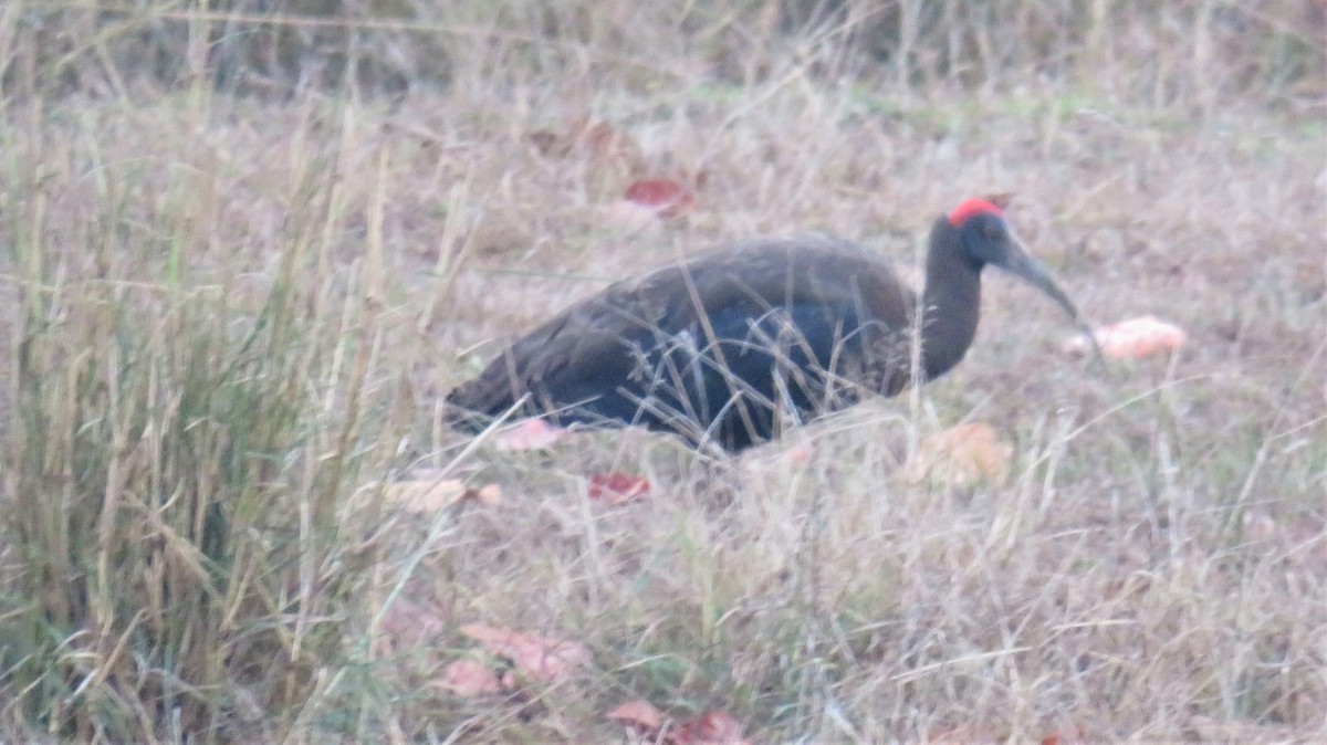 Red-naped Ibis - ML144637101