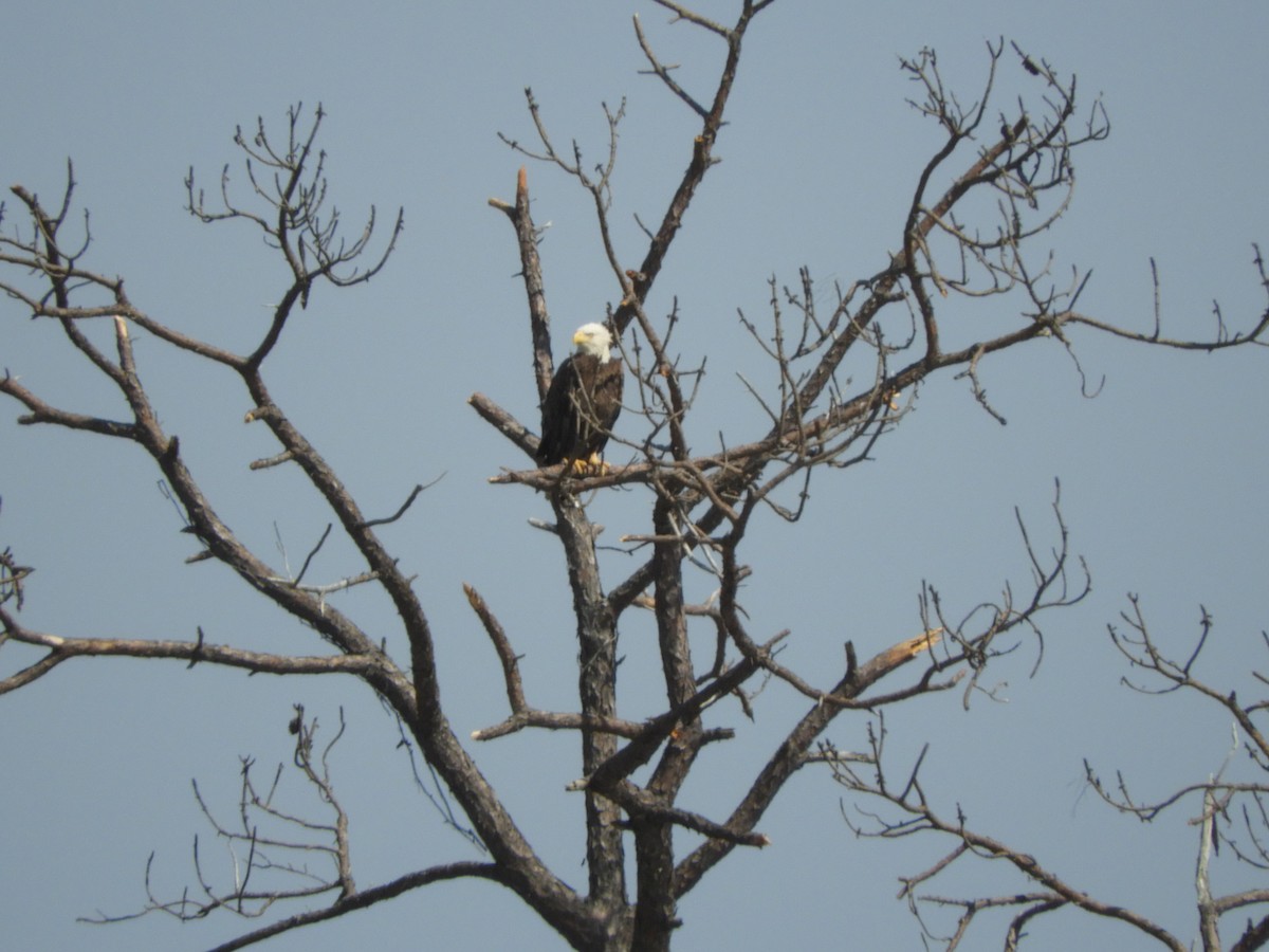 Bald Eagle - ML144637141