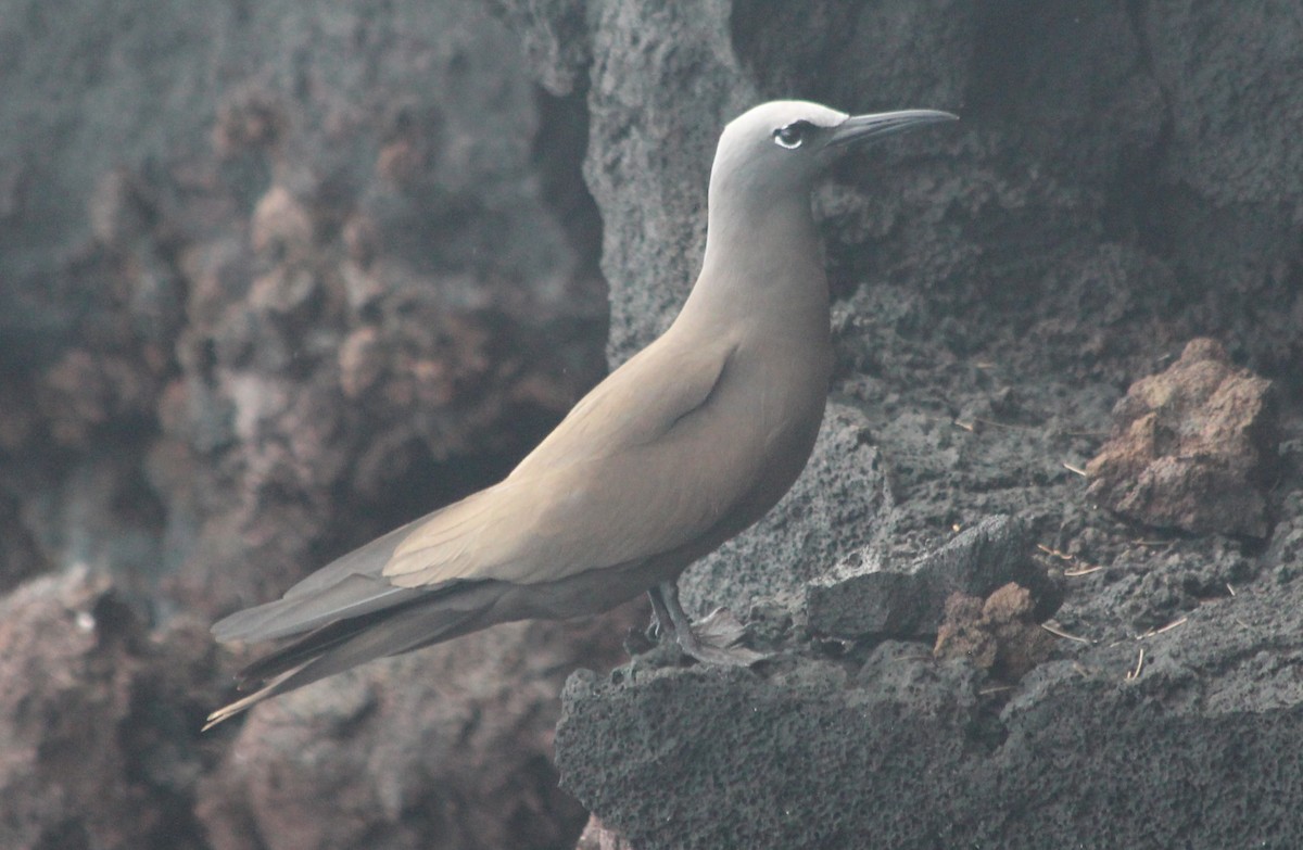 Brown Noddy - ML144637351