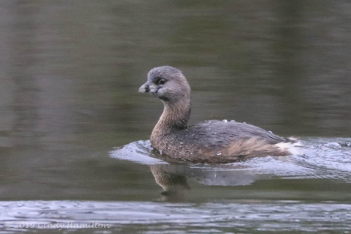 Pied-billed Grebe - Cindy Hamilton