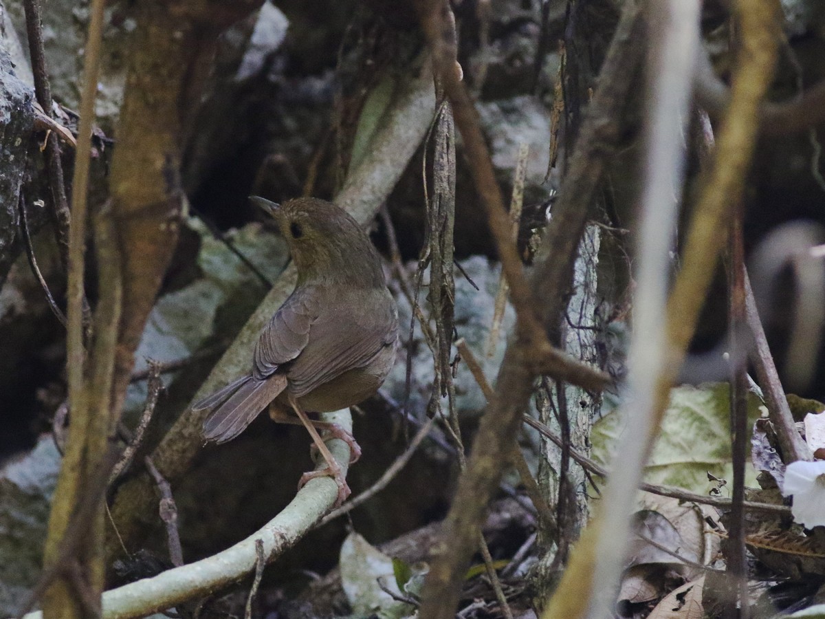 Buff-breasted Babbler - Zhi-Yuan Cai