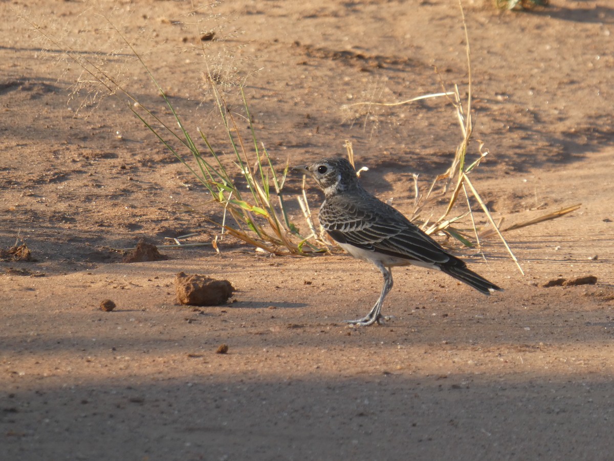 Dusky Lark - Matthias Bachmann