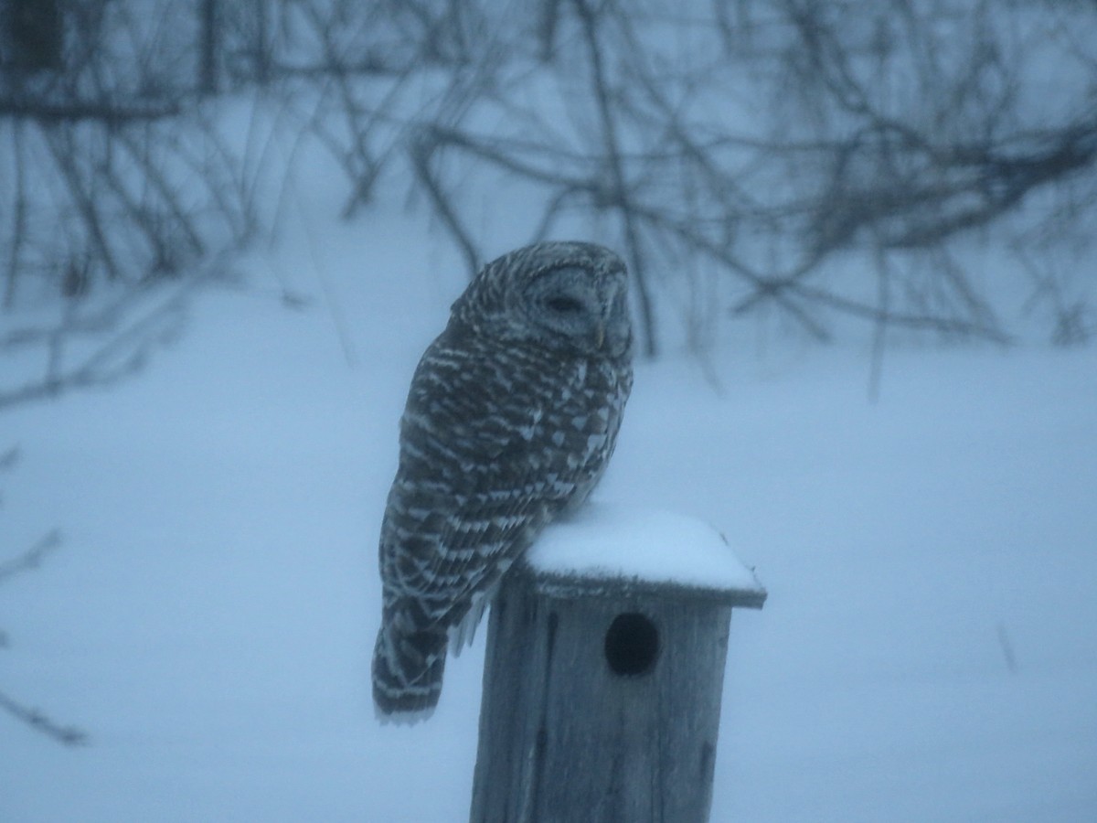 Barred Owl - ML144642031