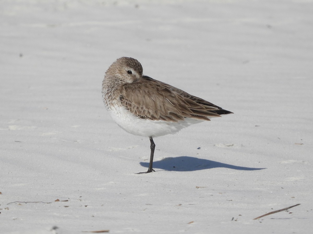 Dunlin - Shane Carroll