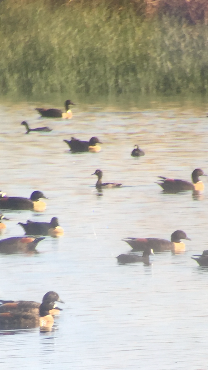 鳳頭潛鴨 - ML144643351