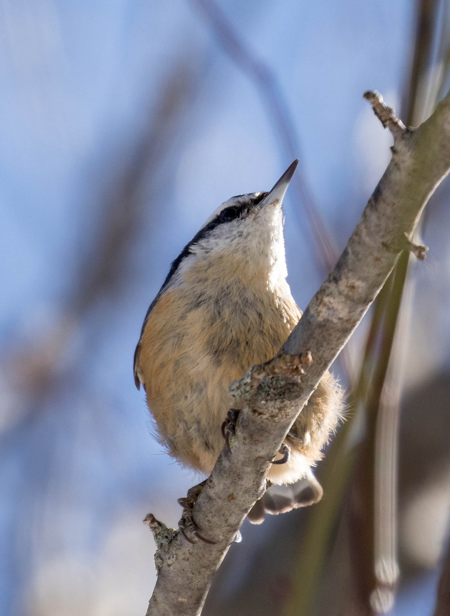 Red-breasted Nuthatch - ML144644821