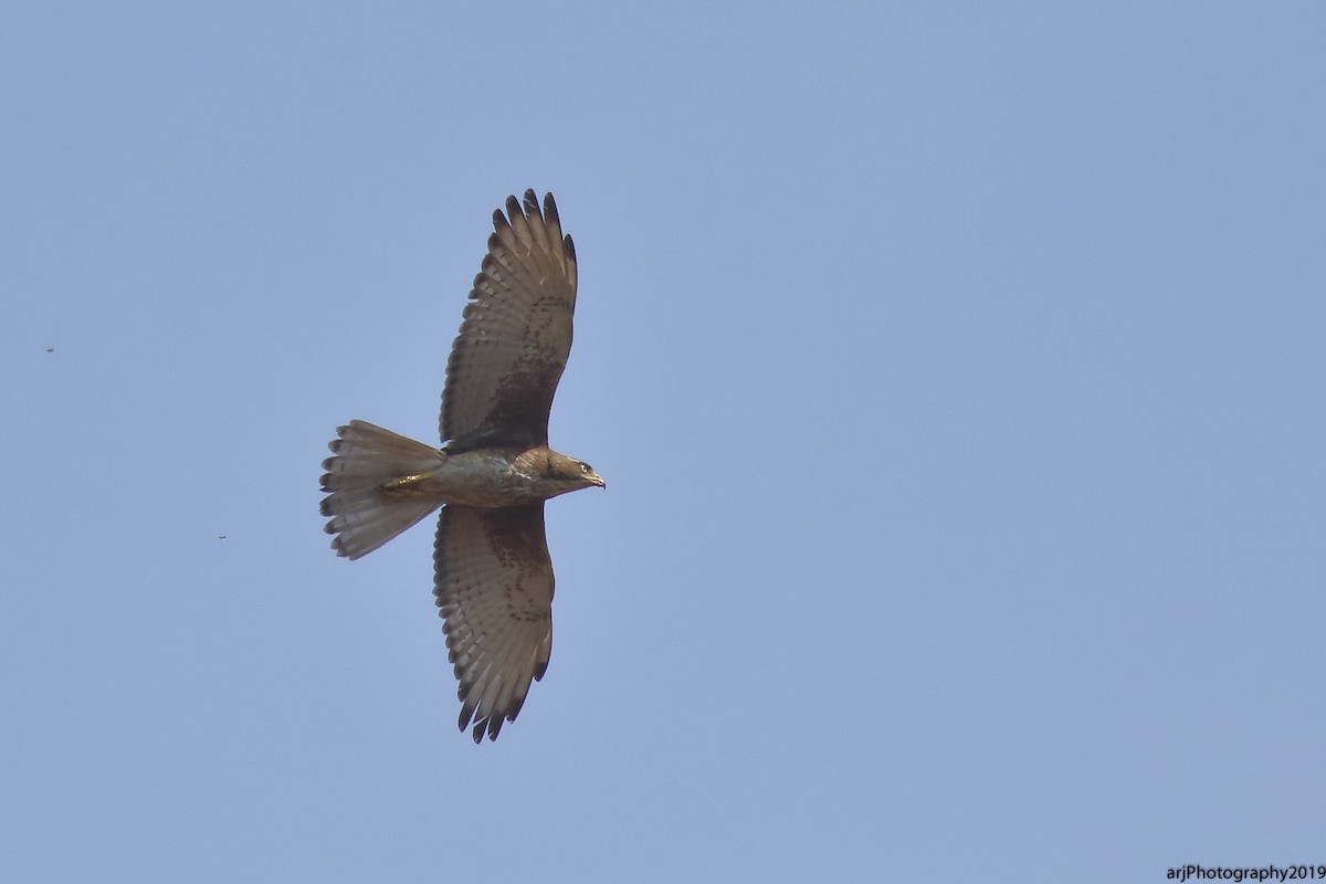 White-eyed Buzzard - Rahul  Singh