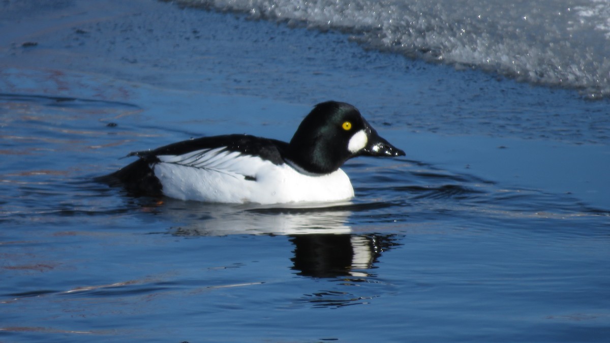 Common Goldeneye - ML144645161