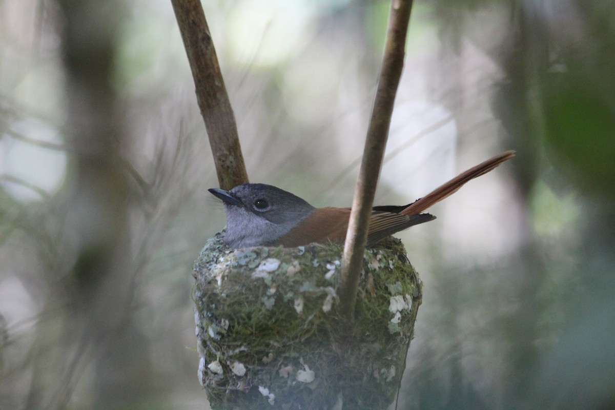 Maskarenenparadiesschnäpper - ML144645271