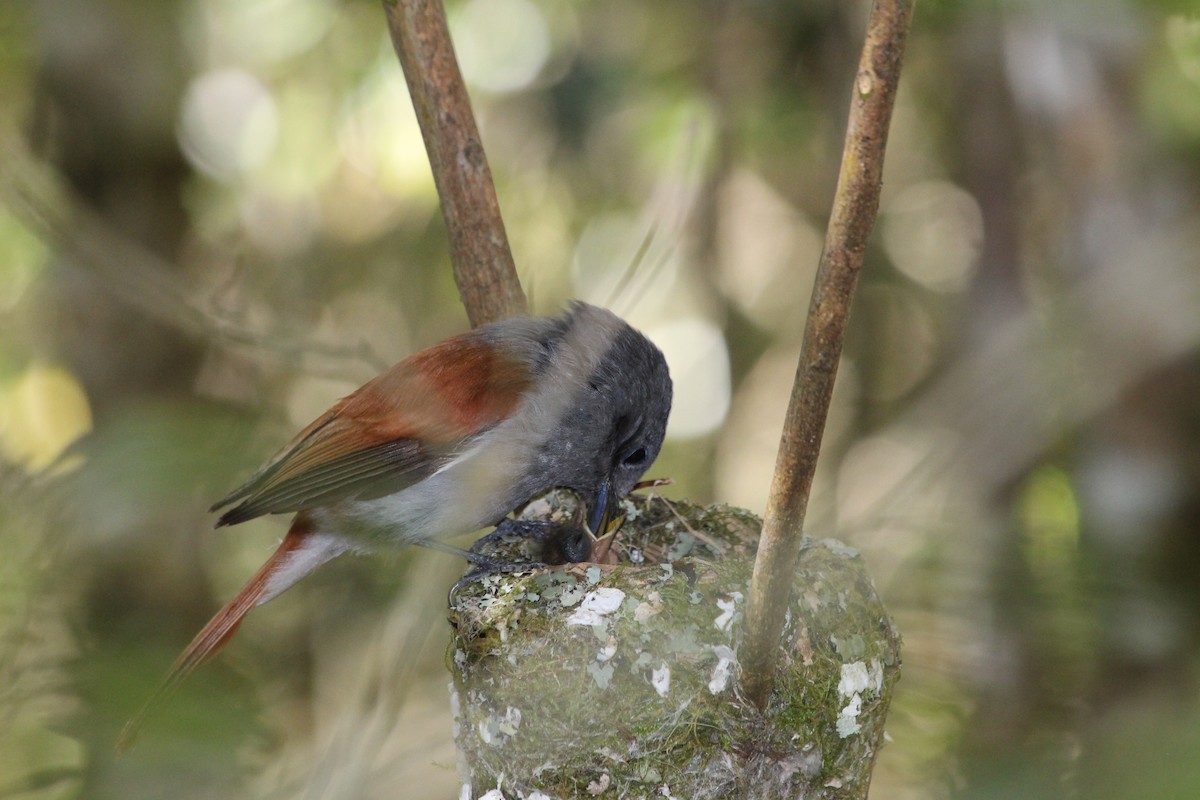 Mascarene Paradise-Flycatcher - ML144645281