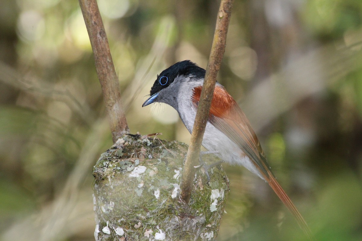 Maskarenenparadiesschnäpper - ML144645291