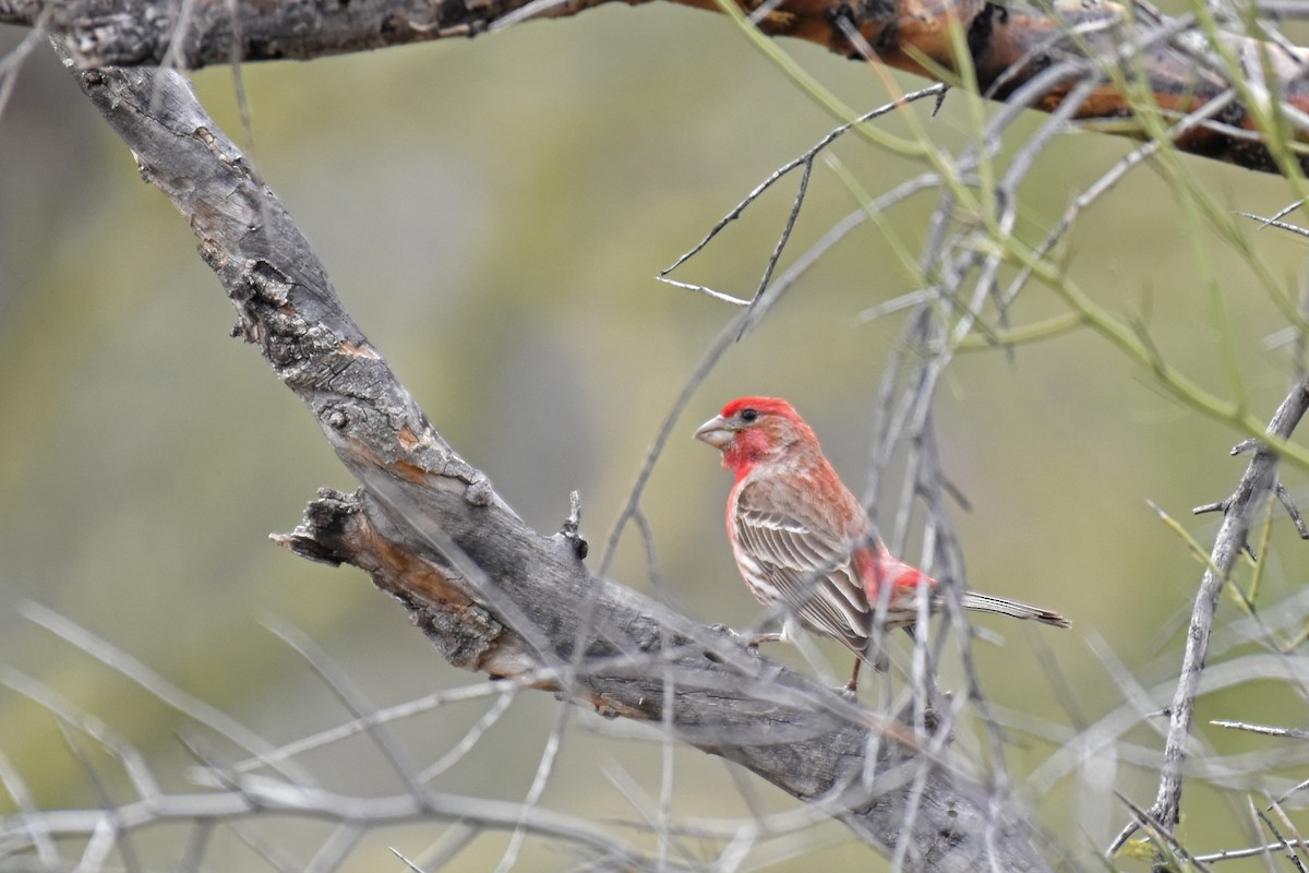 House Finch - ML144645531