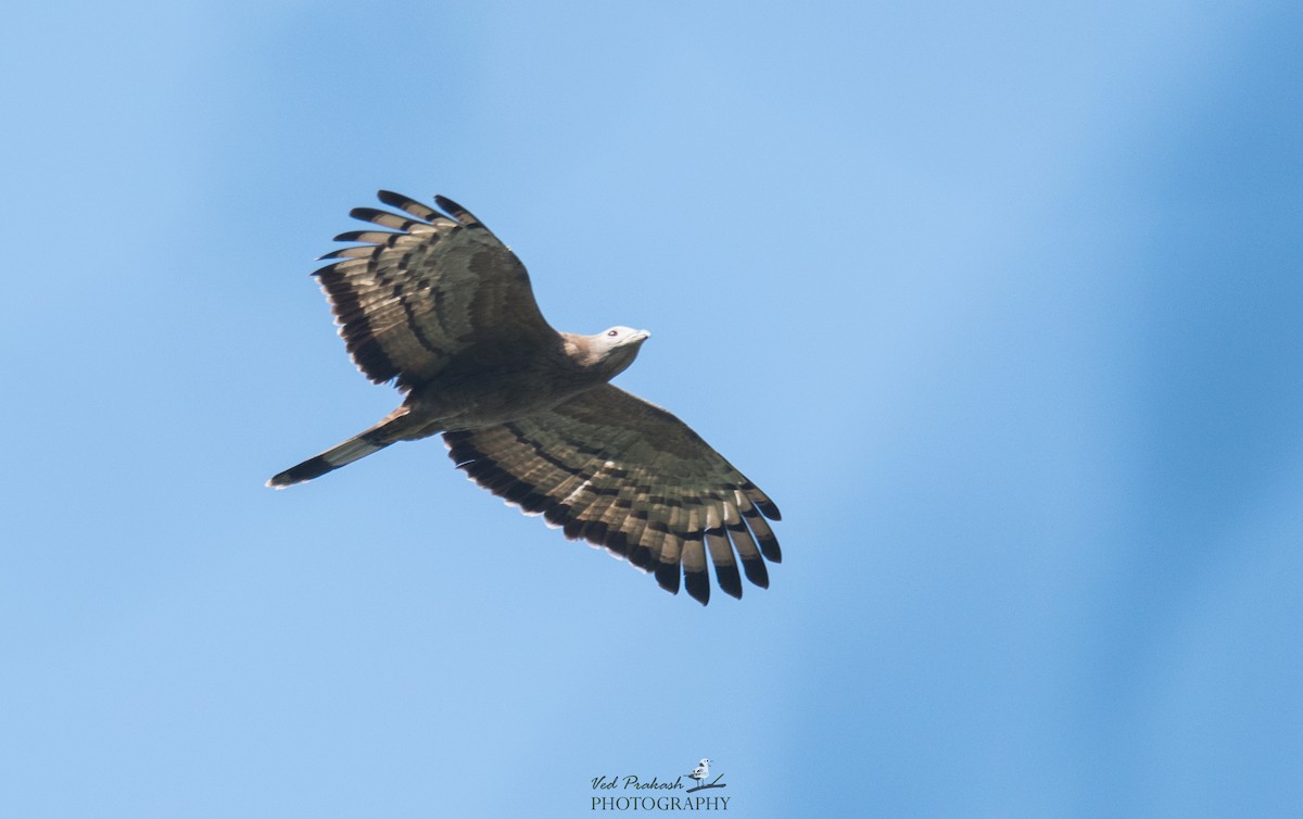 Oriental Honey-buzzard - ML144645891