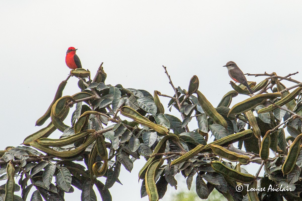 Vermilion Flycatcher - ML144648601