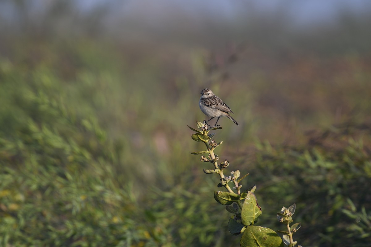 White-browed Bushchat - Nipun Sohanlal