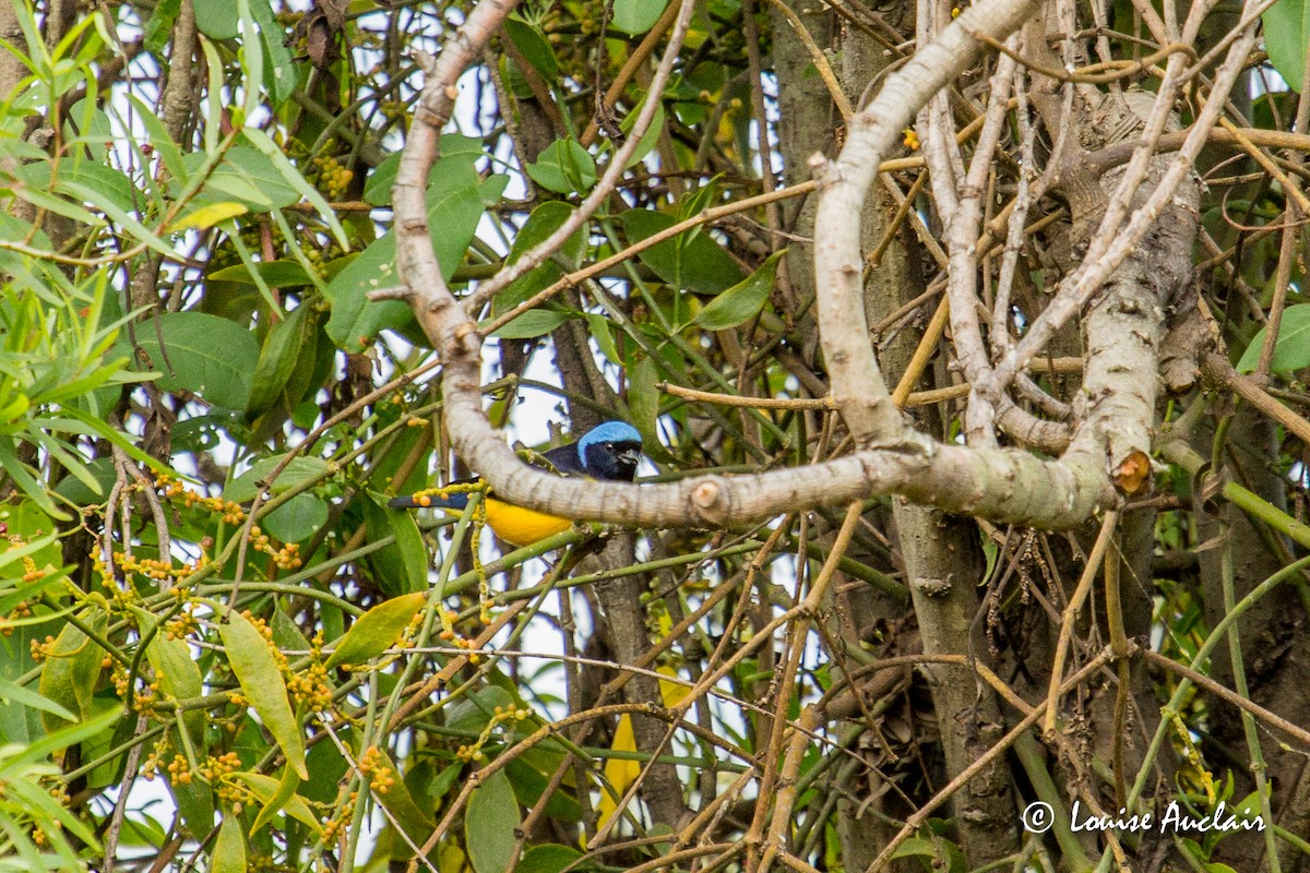 Golden-rumped Euphonia - ML144649101