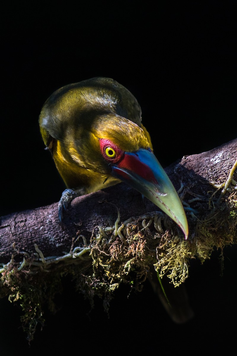 Saffron Toucanet - ML144649791