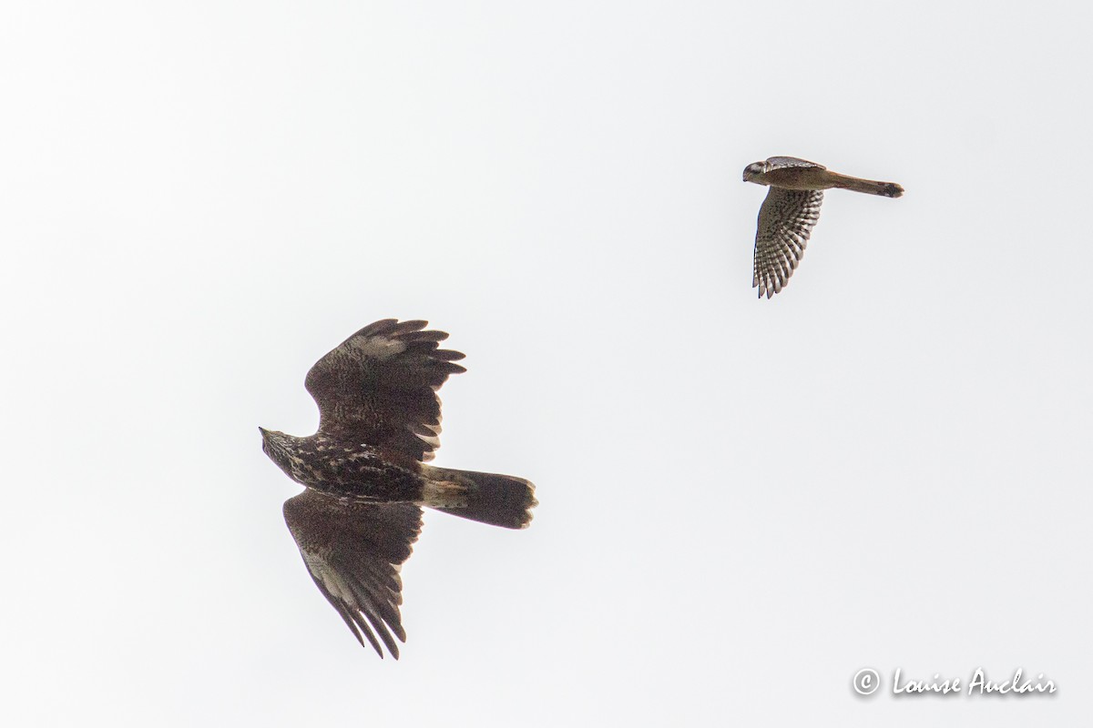 Harris's Hawk - ML144649801