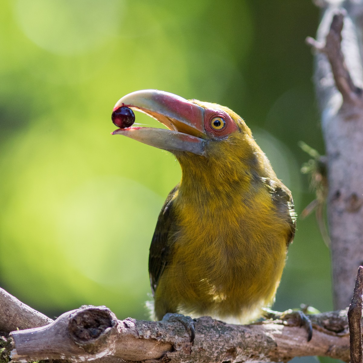 Saffron Toucanet - ML144649851