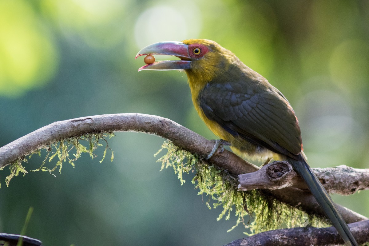 Saffron Toucanet - ML144649861