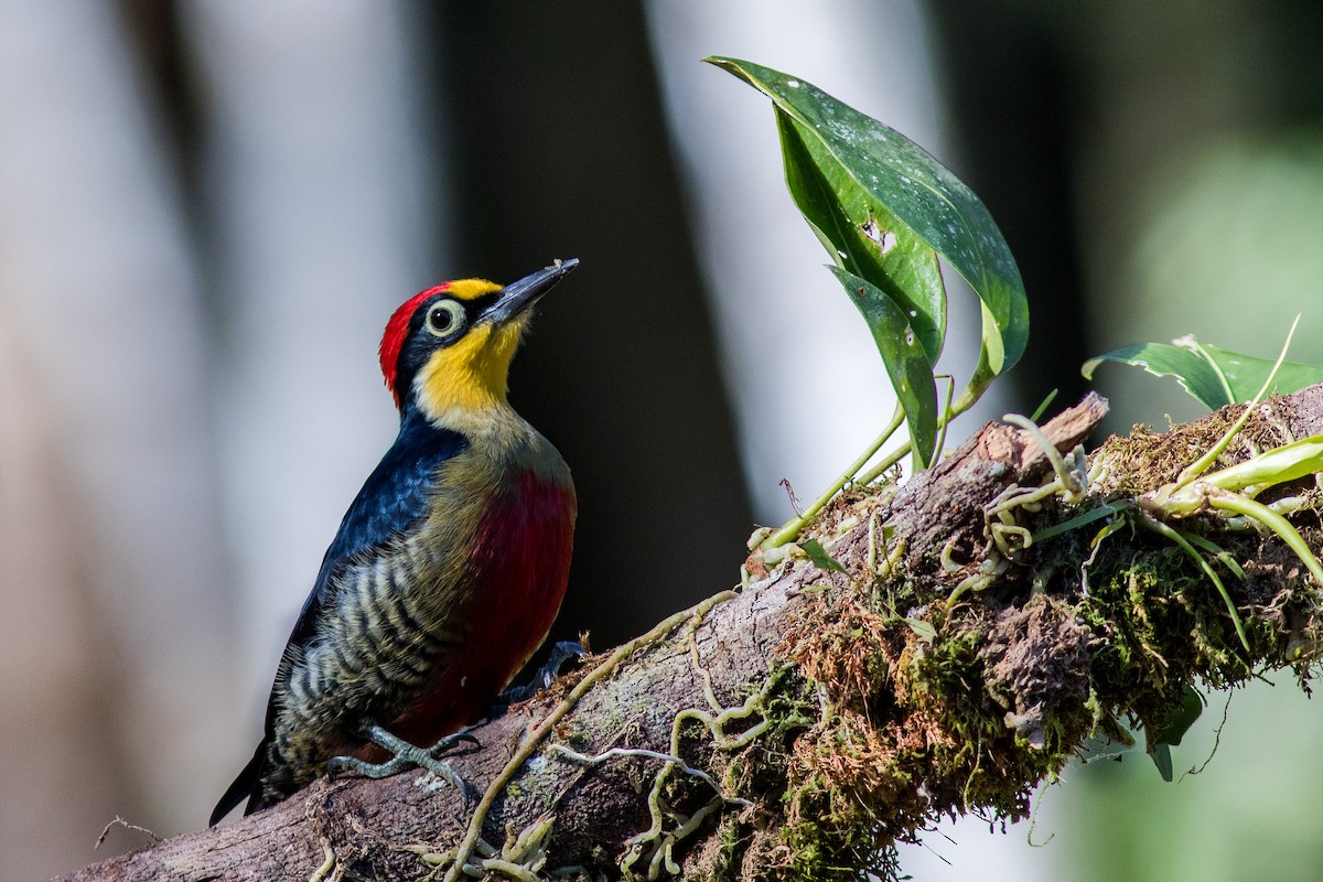 Yellow-fronted Woodpecker - Yuji Tateoka