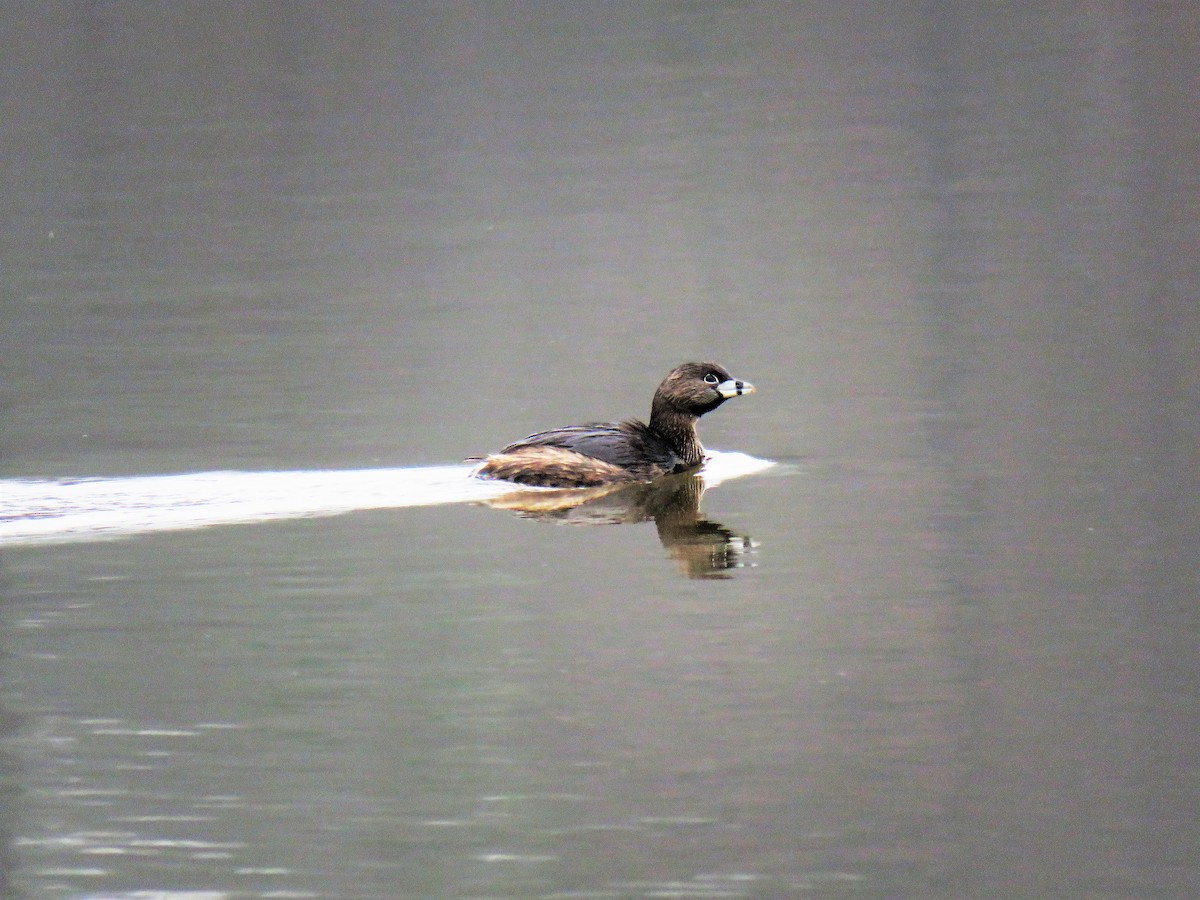 Pied-billed Grebe - ML144650571